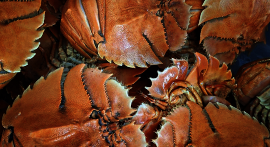 Fresh Seafood image